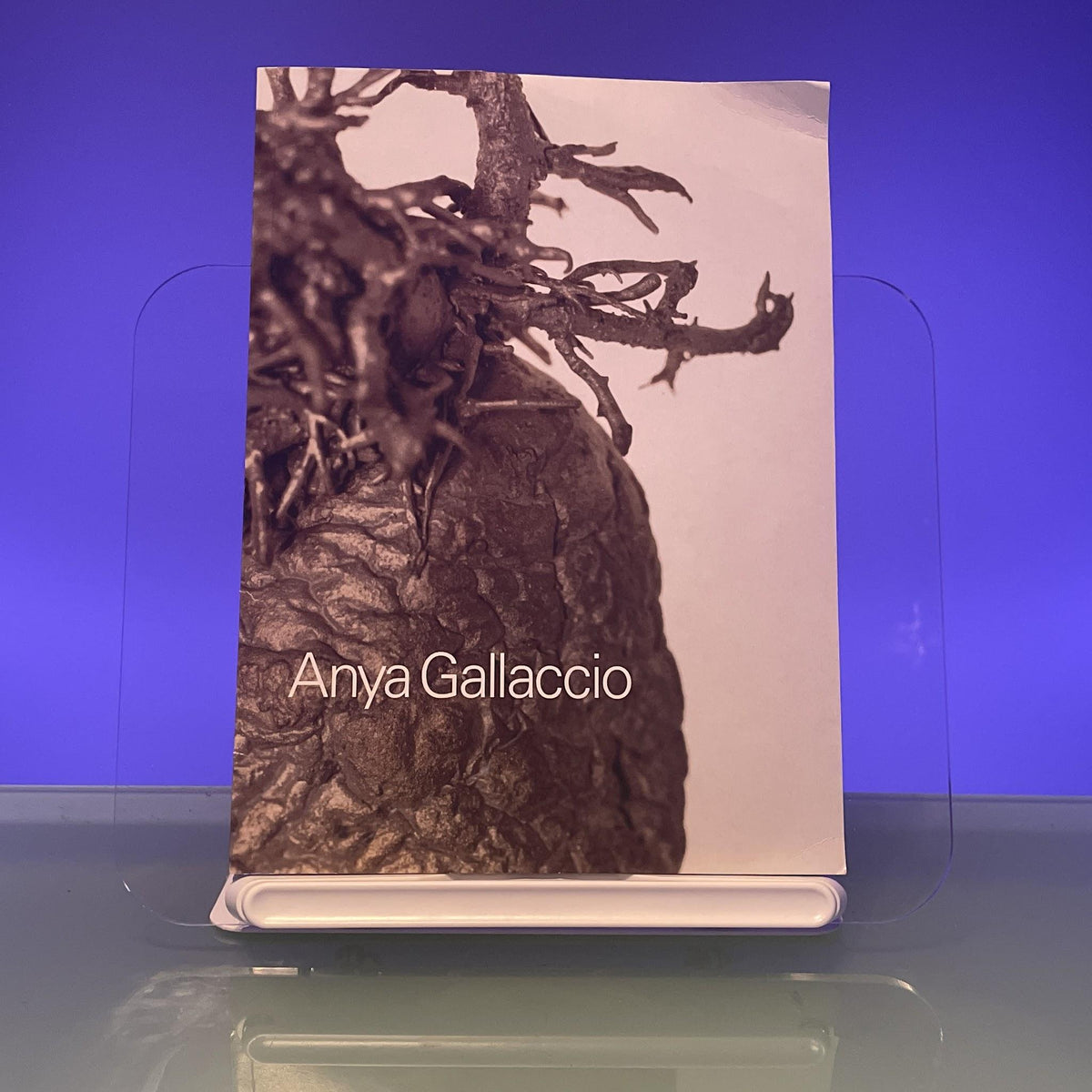 Anya Gallaccio