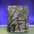 David Nash : Black and Light